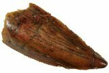 Serrated, Raptor Tooth - Real Dinosaur Tooth #224190-1